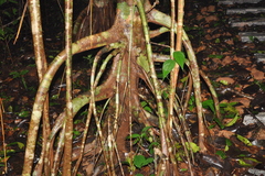 Poeciloneuron indicum